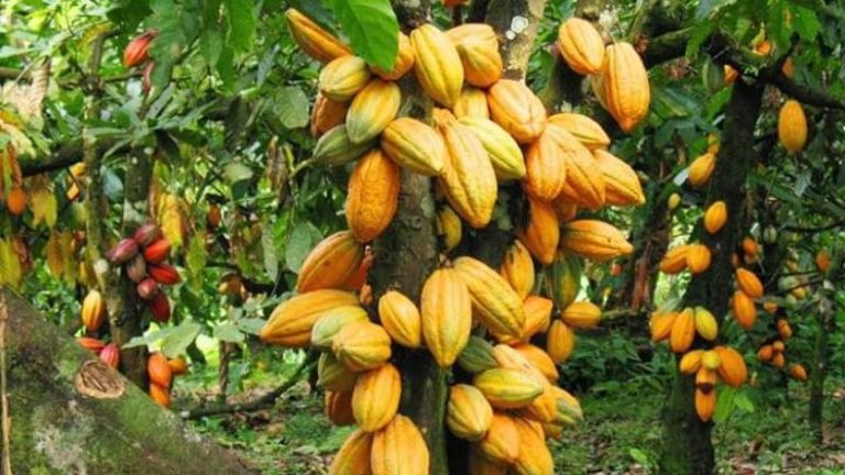 top 10 des pays producteurs de cacao 2025