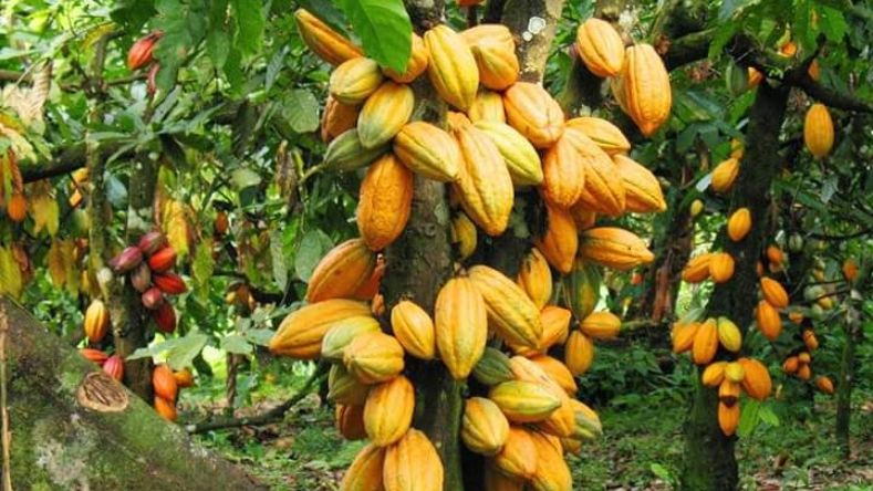 Top 10 des pays producteurs de cacao en 2025 top 10 des pays producteurs de cacao 2025